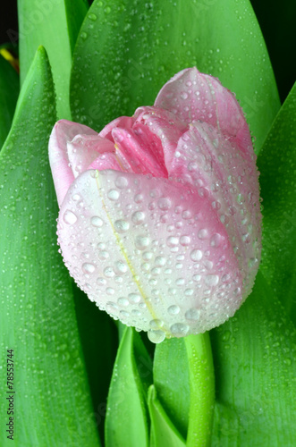 Naklejka - mata magnetyczna na lodówkę Różowy tulipan