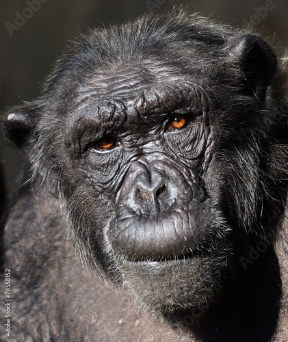 Foto-Schiebegardine mit Schienensystem - Chimpanzee portrait (von irishmaster)