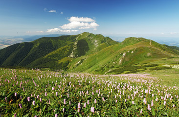 Wall Mural - Green Mountain with wild flowers meadow - Mala Fatra