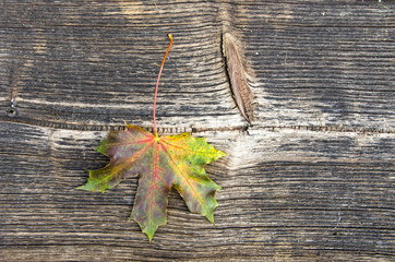 Wall Mural - old wooden plank background with maple leaf and texture