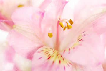 Canvas Print - Flower background