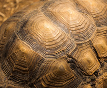 Beautiful Turtle Shell Design