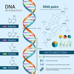 Canvas Print - Dna Infographics Set