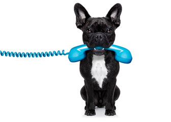 Poster - dog phone telephone