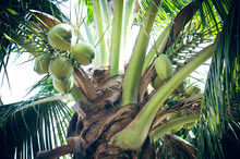 Green Young Coconuts