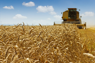 Wall Mural - Wheat harvest