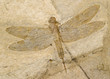Fossil of a dragonfly.