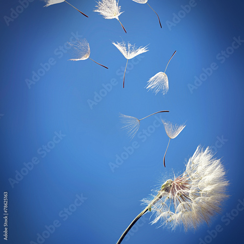 flying dandelion seeds on a blue background