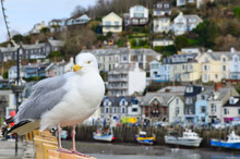 Seagull In A Typically British Seaside Town Setting