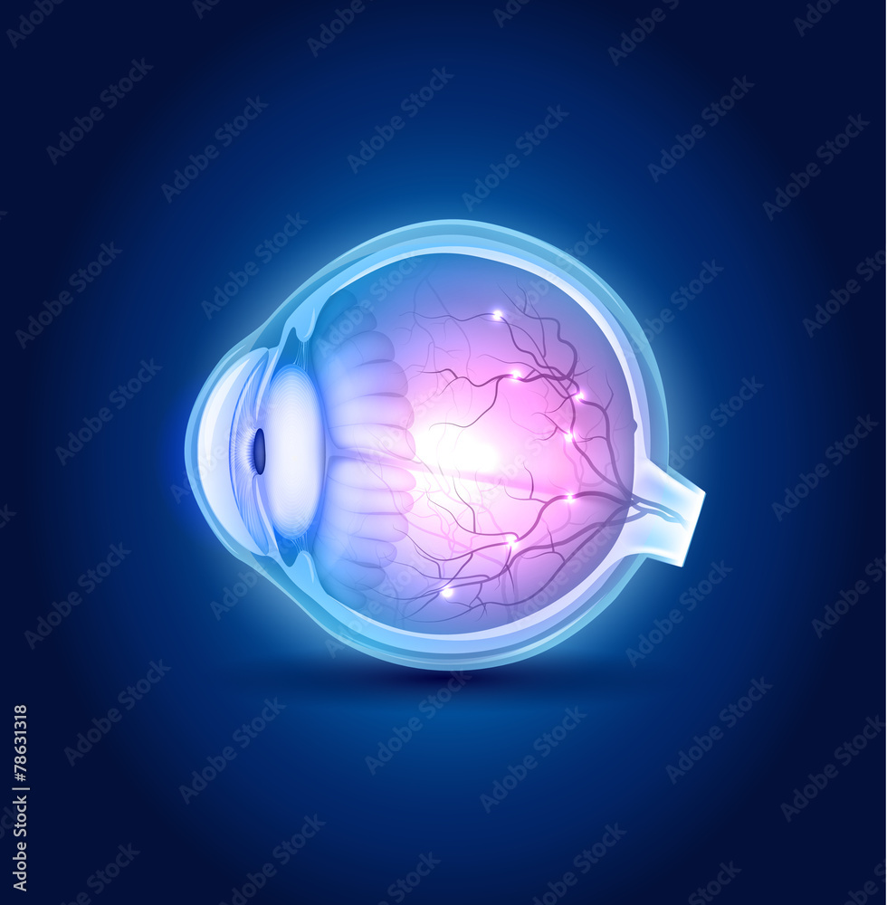 Eye anatomy blue design, beautiful bright colors. Stock Vector | Adobe ...