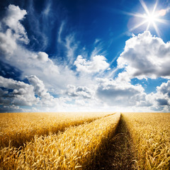 Wall Mural - yellow wheat field