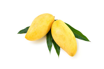 Yellow mango isolated