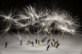Fototapeta Dmuchawce - Dandelion seeds standing