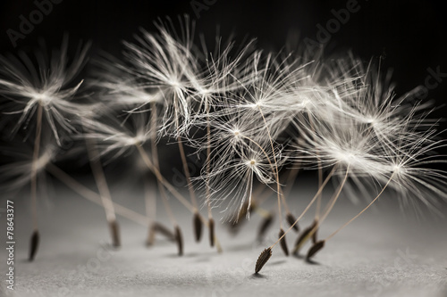 Fototapeta na wymiar Dandelion seeds standing