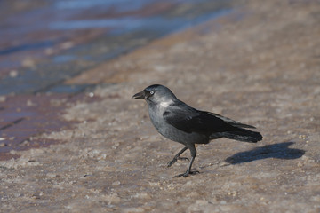 Jackdaw on a walk.