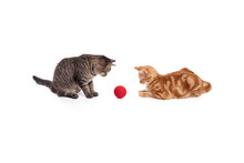 Two Cats Playing