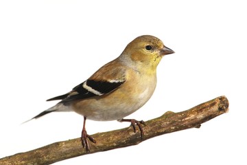 Wall Mural - American Goldfinch (Carduelis tristis)