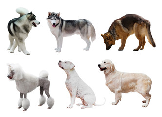 Wall Mural - Set of dogs. Isolated on white