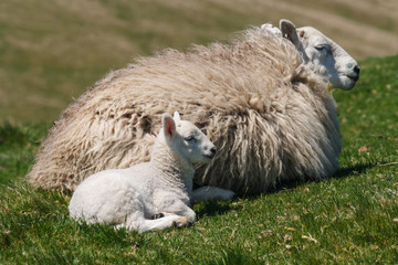 Wall Mural - ewe with newborn lamb