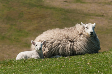 Wall Mural - lamb with ewe resting on grass