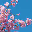 Frühlingsanfang, Blütenzweige vor blauem Himmel