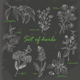 Set of isolated herbs in sketch style on dark background