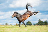 Fototapeta Konie - Beautiful bay horse throwing hind legs in the air