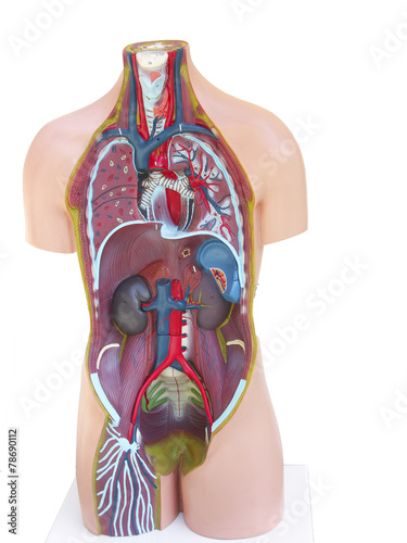 Buste De Corps Humain Detail Des Organes Stock Photo Adobe Stock