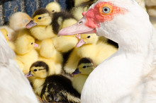 Little Yellow Ducklings With Their Muscovy Duck