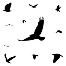 Silhouettes Of Birds