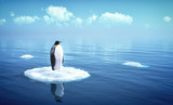 single penguin on a piece of ice