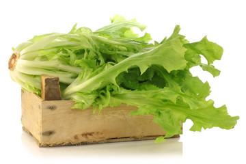 freshly harvested endive in a wooden box on a white background