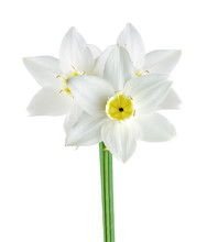 White And Yellow Color Daffodil Isolated On White Background
