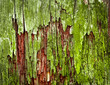 green moldy old wood texture