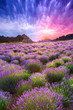 Sunset over a summer lavender field