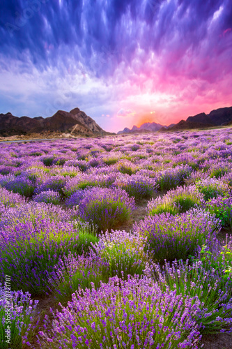 Fototapeta na wymiar Sunset over a summer lavender field