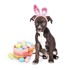 Wall Mural - Puppy With Easter Bunny Ears and Basket