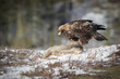 Golden Eagle