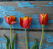 © ovb64 - red and yellow tulips on old wooden background