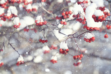 Red Berries Under Snow, Snow, Background, Mountain Ash, Hawthorn
