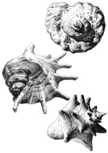 Illustration With Different Realistic Seashells