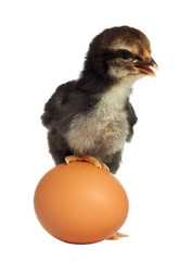 Fototapete - Cute black little chick with egg