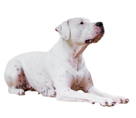 Wall Mural - Dogo Argentino