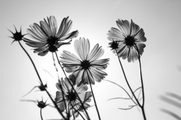 Wall Mural - cosmos flower in garden
