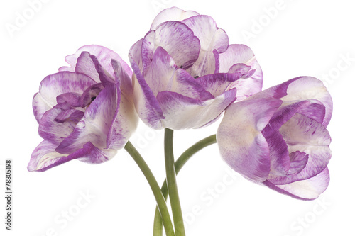fioletowe-tulipany