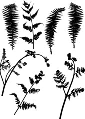 Wall Mural - set of seven black fern silhouettes on white