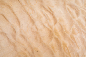Wall Mural - Texture of Quilted Maple