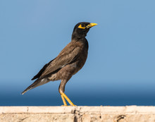 Common Myna On Blue Background