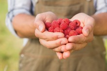 Farmer Showing His Organic Raspberries