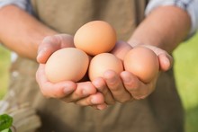 Farmer Showing His Organic Eggs